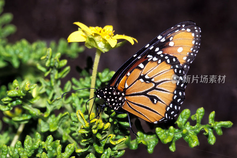 蝶后(Danaus gilippus)是一种产于北美和南美的蛱蝶科蝴蝶，翼展80-85毫米。它是橙色或棕色的，翅膀边缘是黑色的。加拉帕戈斯群岛，厄瓜多尔。加拉帕戈斯群岛国家公园。蓬cormo